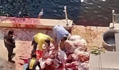 ضبط أشخاص يذبحون ماشية بمركب ويلقون المخلفات بالنيل (صور)