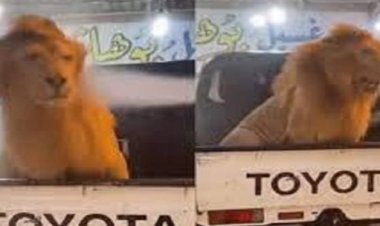 شاب يغسل أسد في مغسلة السيارات!.. ما الحكاية؟