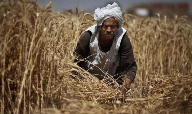 50 ألف فلاح يتلقون دعمًا بـ100 مليون جنيه خلال 2023/2024.. تفاصيل