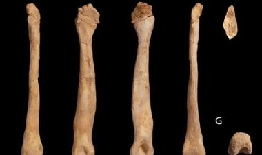 ديناصور في المغرب.. العثور على بقايا تعود لـ 66 مليون سنة