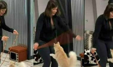 يمتلك 20 خدعة متنوعة.. شقاوة قط تدخل موسوعة جينيس