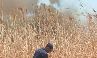 حريق مروع في الغابة الشجرية بمدينة طور سيناء