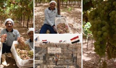 الرئيس السيسى يتابع هاتفيًا زيارة الإعلاميين لمشروع توشكى الخير