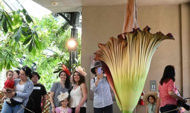 زوار حديقة أمريكية يتابعون تفتُّح زهرة برائحة النفايات