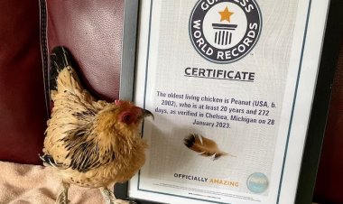 عمرها 21 عامًا..  أقدم دجاجة في العالم: «بتحب  الفول السوداني ومشاهدة التلفزيون»