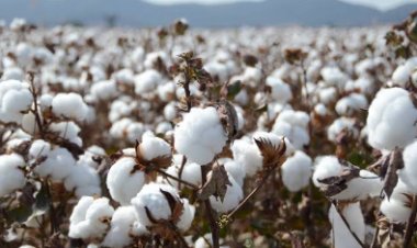 لرغبة المزارعين.. بحوث القطن  يكشف سعر ضمان المحصول