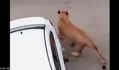 هروب أسد من سيارة خاصة في ازدحام مروري في مدينة كراتشي جنوب باكستان