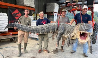 مجموعة صيادون يقوموا باصطياد تمساح طوله 14 قدمًا في ولاية ميسيسيبي