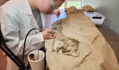 مراهقة تجد جمجمة حوت عمرها 34 مليون عام أثناء بحثها عن الحفريات