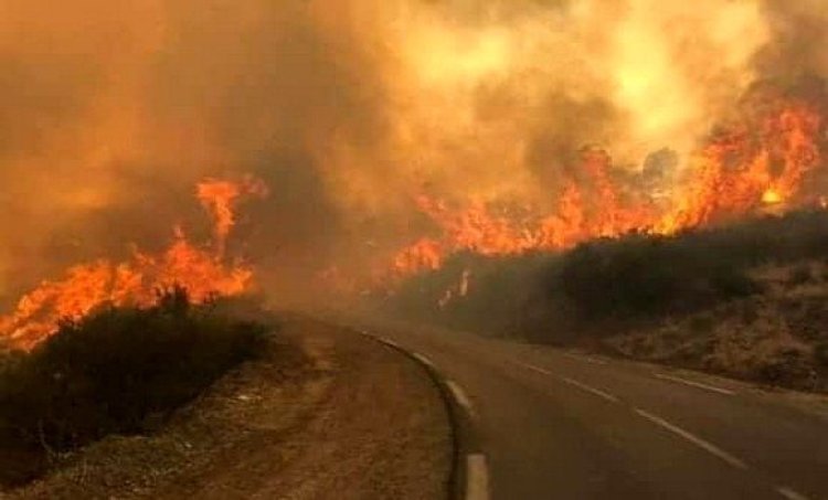 الجزائر.. الحرائق تتلف 8128 هكتارا بالبويرة