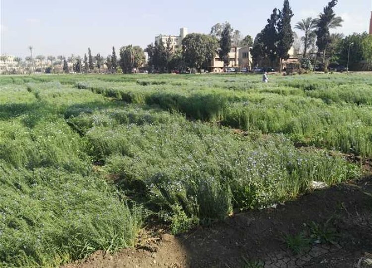 الكتان المصري يستعيد عافيته.. ارتفاع الزراعات لـ30 ألف فدان وسط اهتمام الشركات العالمية