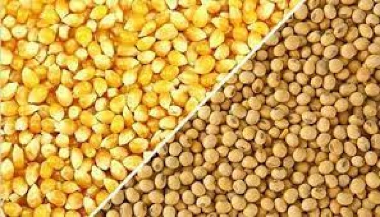 أسعار البقوليات اليوم في مصر