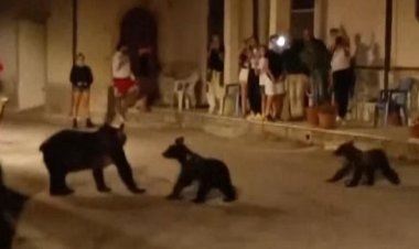 صغيريها مُشردان.. غضب في إيطاليا بعد مقتل دُبة بالرصاص