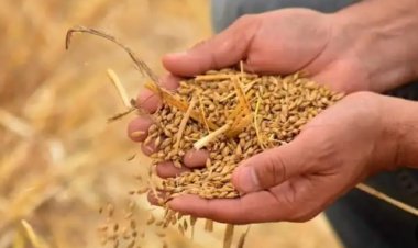 أسعار الأرز الشعير اليوم