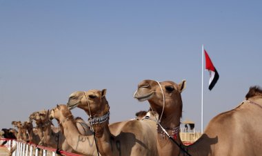 مهرجان الظفرة يكشف عن مواعيد محطات مزاينات الإبل بدورته الـ 17