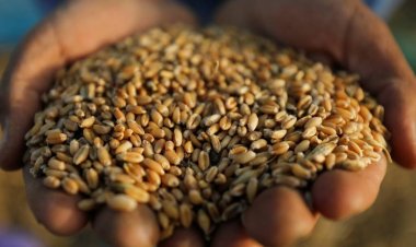 مدير مركز أكساد: أفريقيا تستورد 93% من القمح من روسيا وأوكرانيا