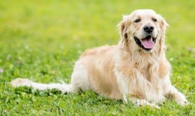 كلب ينقذ حياة صاحبته من قاتل مأجور