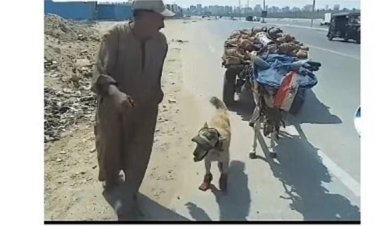 كاب للحمار وحذاء للكلب.. بائع فخار  «حكاية تريند من رحمة الحيوانات»