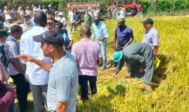 الزراعة تنظم يوم حصاد موسع لمحصول الأرز بالدقهلية