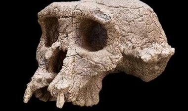 أثبتت أن الأسلاف أوروبيين وليسوا أفارقة.. جمجمة قرد عمرها 8.7 مليون عام