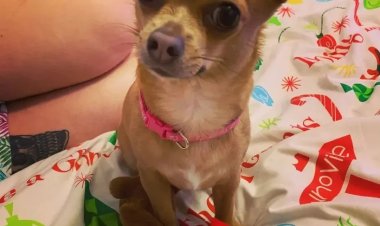 من الممكن ألا تسير مجددًا.. فتاة اسكتلندية تتهم كلبها بالتسبب في كسر قدمها