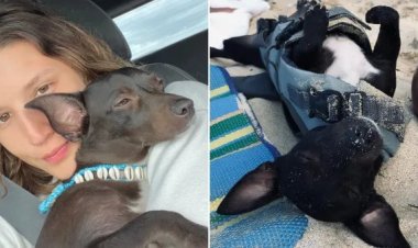 شركة طيران تهين راكبة من خلال عرض 1800 دولار بعد فقدان كلبها