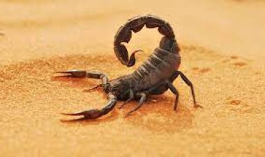 حكاية لدغة «عقرب» قاتلة كتبت نهاية مأساوية لـ «مصطفى» أمام منزله