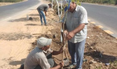 زراعة أشجار مثمرة وأخرى للزينة بمركزين بالمنيا ضمن مبادرة «100 مليون شجرة»