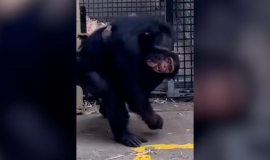 شاهد اللحظة العاطفية  التي اجتمعت بها أم الشمبانزي وطفلها أخيرًا