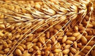 انفوجراف | تعرف على عدد صوامع القمح وقدرتها التخزينية