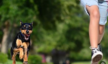 تفسير حلم عض الكلاب في الرجل بالتفصيل