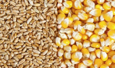 نرصد حركة أسعار السلع الغذائية والحبوب في البورصات العالمية