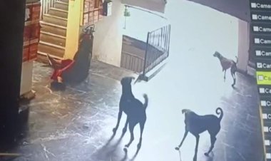 امرأة هندية بين الحياة والموت بسبب الكلاب الضالة