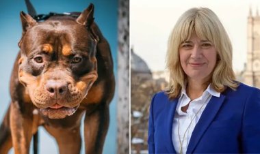 كبيرة الأطباء البيطريين: لن يتم إعدام سلالة الكلاب الأمريكية XL