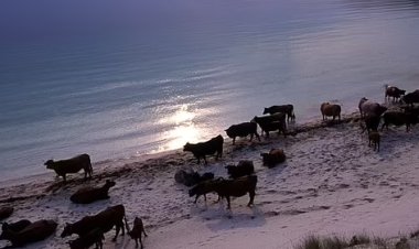 رجل يهاجمه مجموعة من الأبقار على شاطئ باسكتلندا.. ما القصة ؟