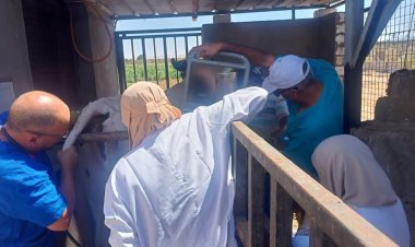 الزراعة: علاج وفحص 1340 رأس ماشية مجانا لصغار المربين في جنوب سيناء