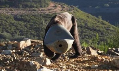 دب يحتجز في برميل  بسبب جوعه.. ما القصة؟