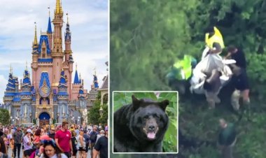 دب يتسلق شجرة ويتسبب في غلق حديقة المملكة السحرية