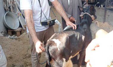 «العِجلة المبروكة».. عميد «بيطري دمنهور» يعلن تشكيل لجنة موسعة لفحصها