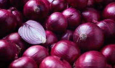 «تجار الخضار» يشيدون بقرار مجلس الوزراء بوقف تصدير «البصل»  