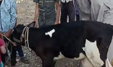 بقرة تثير جدلاً على مواقع التواصل الاجتماعي .. ما السبب؟