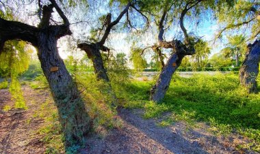 عجمان : حملة لتوزيع 100 ألف شجرة غاف مجانية تزامنا مع COP28