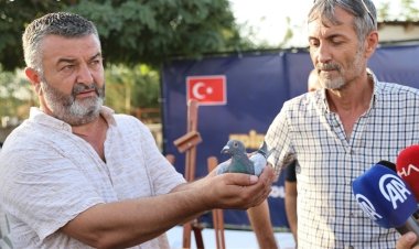 فوز حمامة تركية في مسابقة الحمام الزاجل بـ 11 ألف دولار