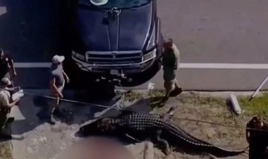 العثور على تمساح  وبقايا جثة بشرية في فمه