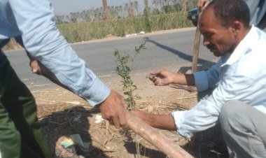 زراعة أشجار مثمرة وآخرى للزينة بمركزين بالمنيا ضمن مبادرة «100 مليون شجرة»
