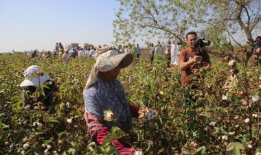 محافظ كفر الشيخ يشهد بدء جني محصول القطن وسط تواجد المزارعين والمزارعات