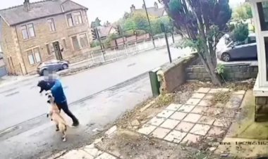 هجوم كلب Bullmastiff علي رجل في الشارع يُثير الجدل