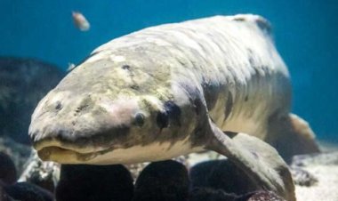 سمكة تثير جدلاً واسعاً في سان فرانسيسك