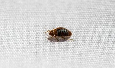 أزمة انتشار البق تثير قلق الجميع في فرنسا