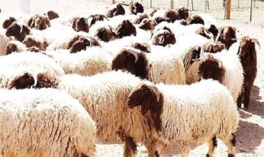 غدًا.. اطلاق الحملة القومية للتحصين ضد مرض طاعون «الماعز والأغنام»